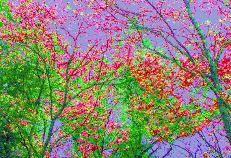 Colorful Tree Canopy