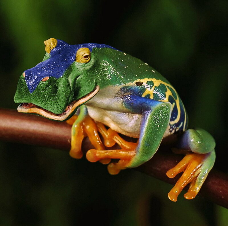 colorful tree frog on branch