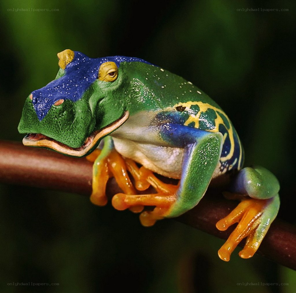 colorful tree frog on branch