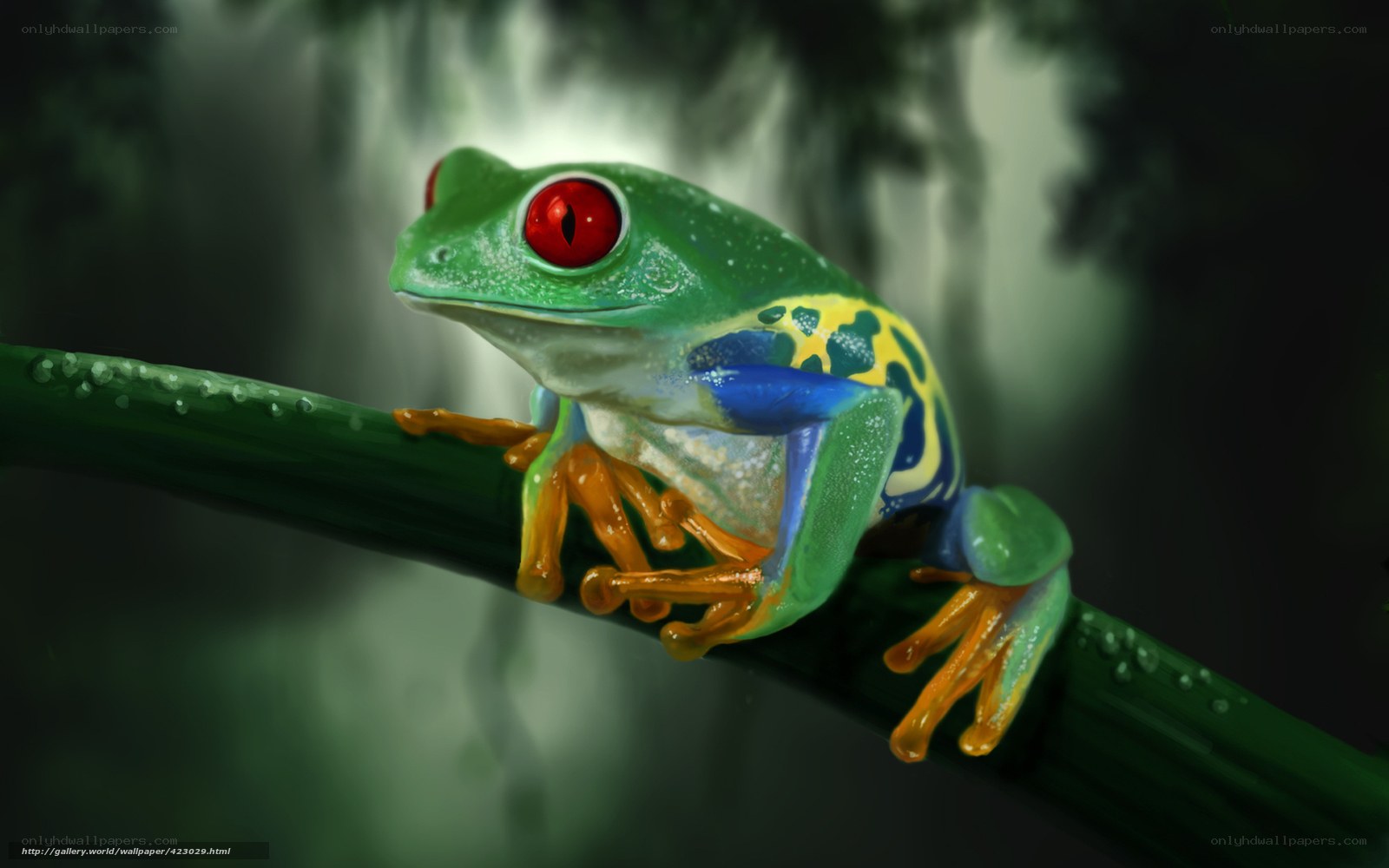 Colorful tree frog on branch
