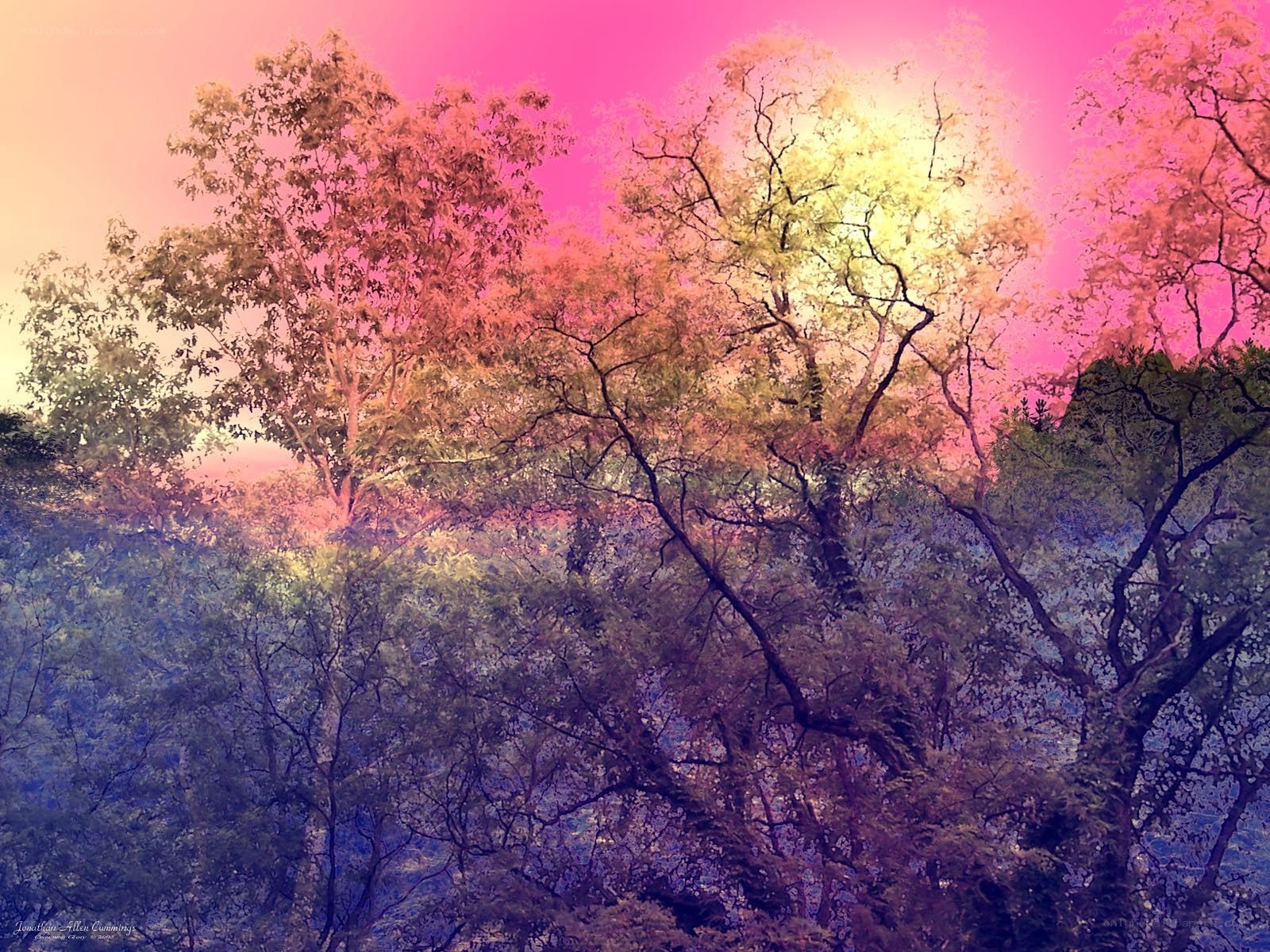 Colorful trees at sunset