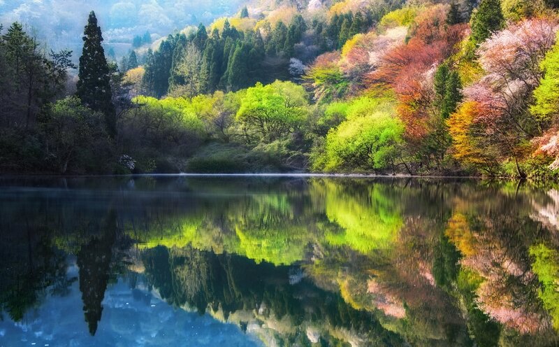 Colorful Trees by Lake — Green