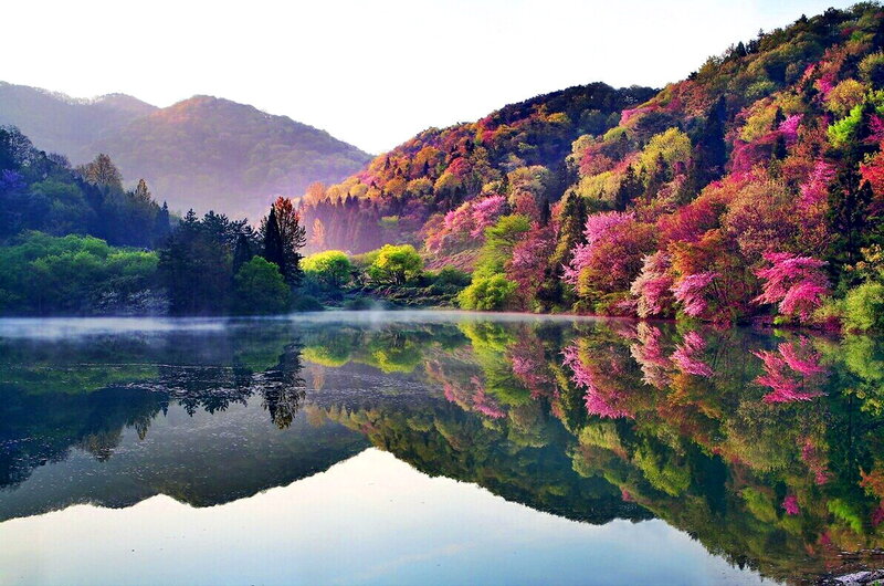 Colorful Trees by Lake