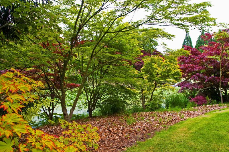 Colorful Trees by Pond — Green