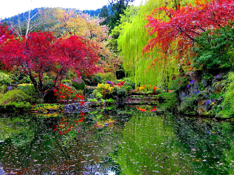 Colorful Trees by Pond