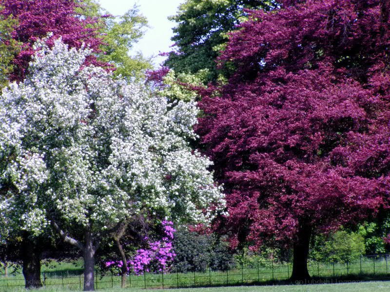 Colorful trees in a park