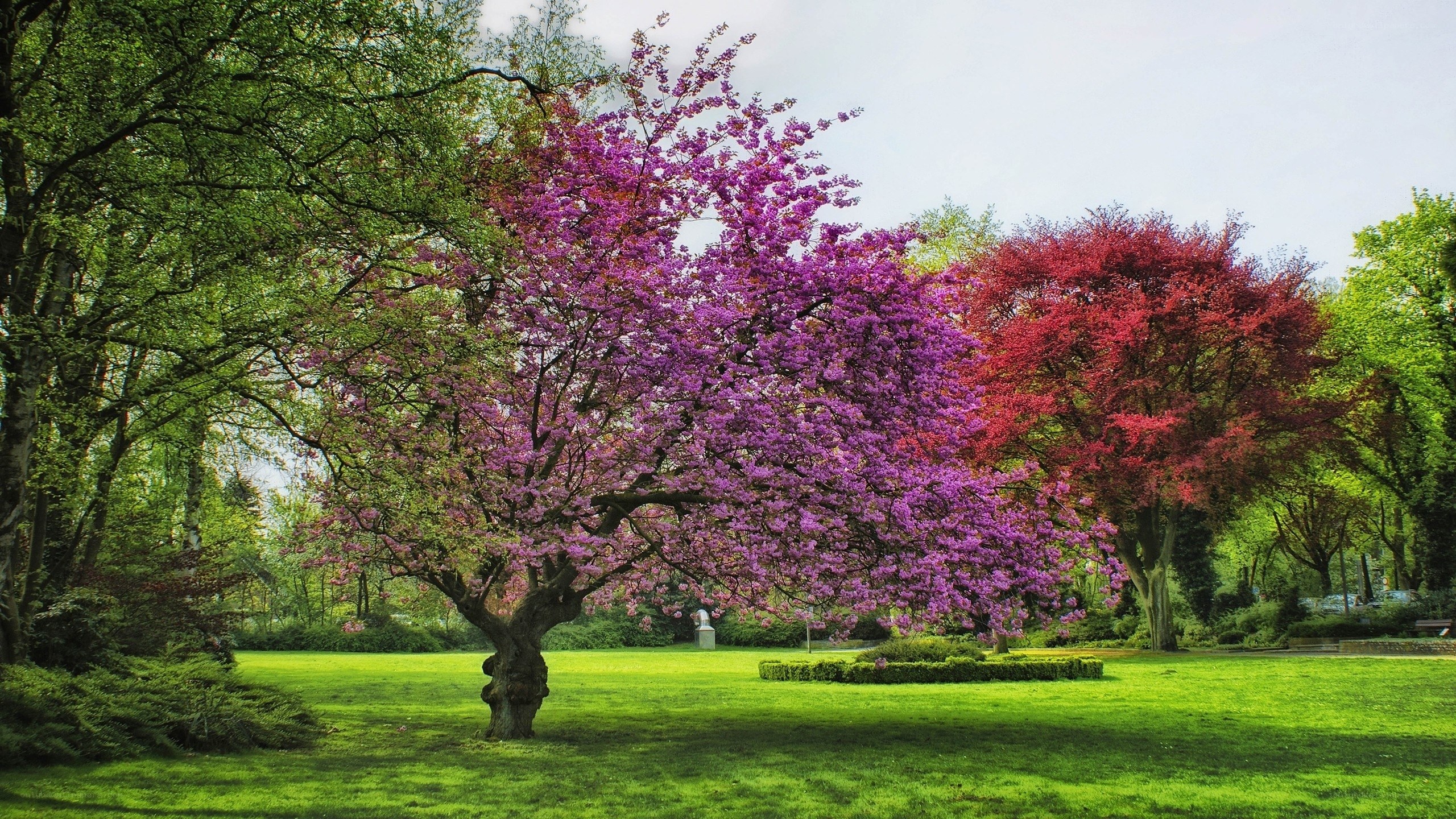 Colorful trees in a park