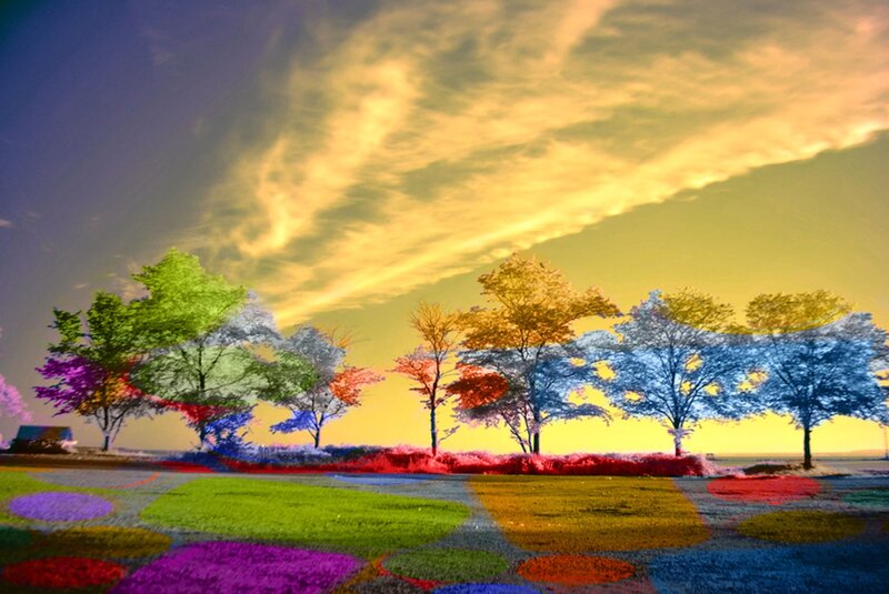 Colorful Trees in Field — Yellow