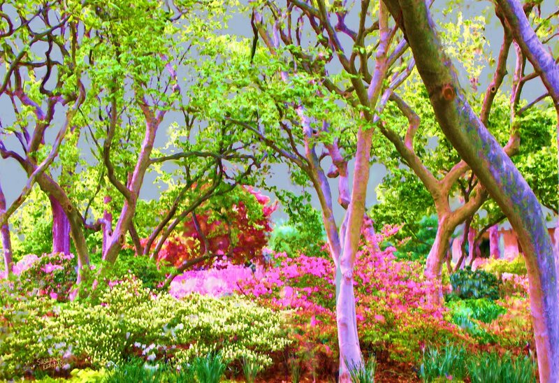 Colorful Trees in Garden