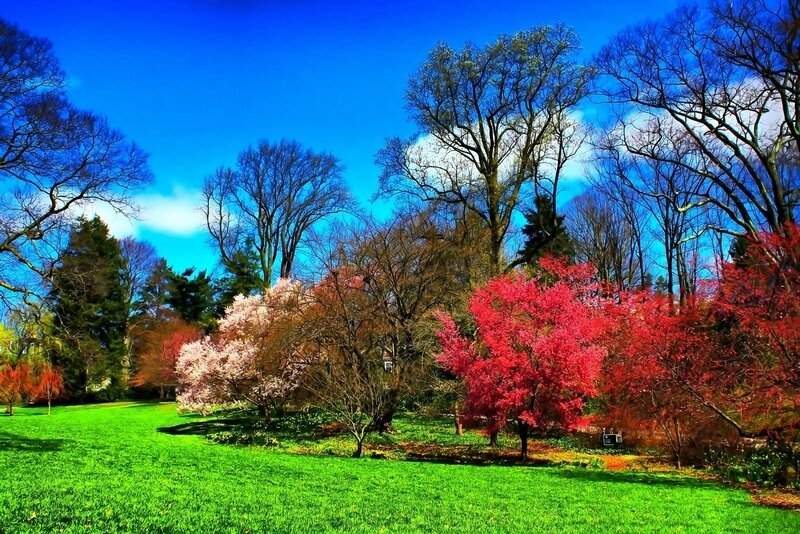 Colorful Trees in Park — Green