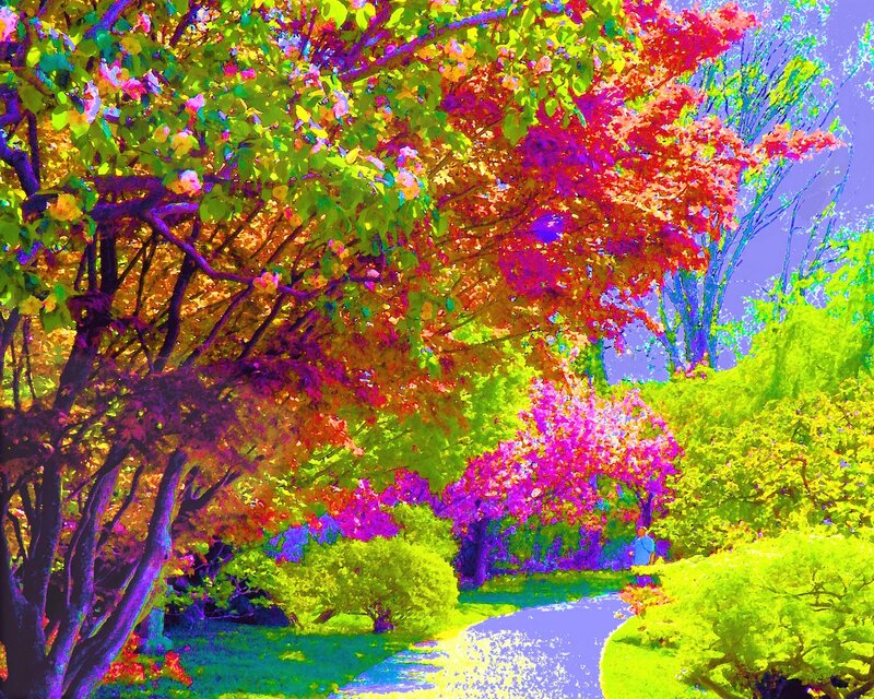 Colorful Trees in Park