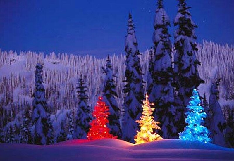 colorful trees in snowy forest
