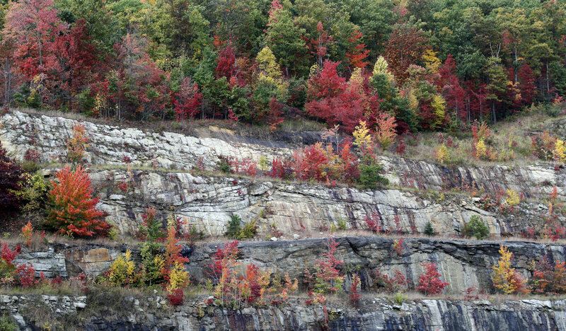Colorful Trees on Cliff