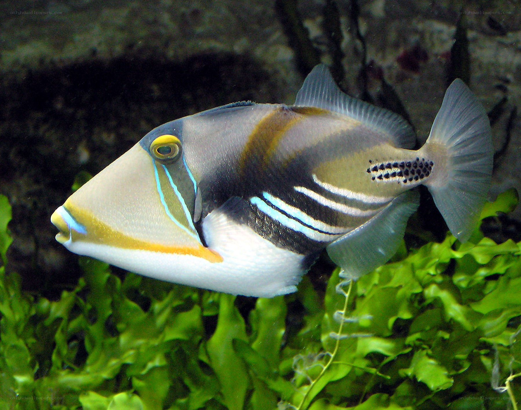colorful triggerfish in aquarium