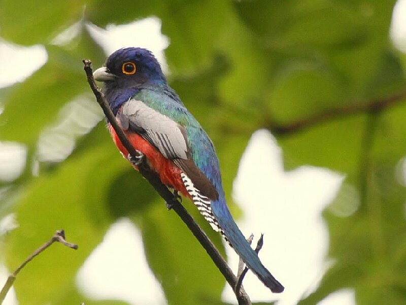 Colorful Trogon Bird — Green