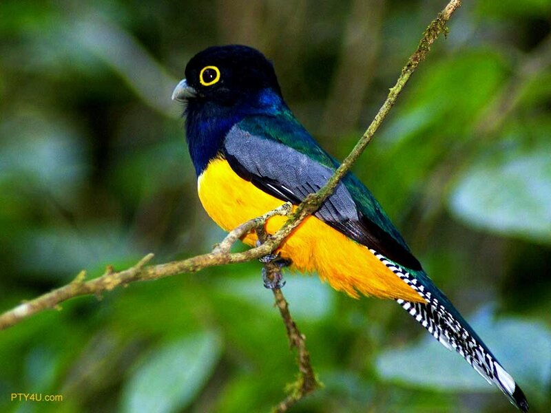 Colorful Trogon Bird