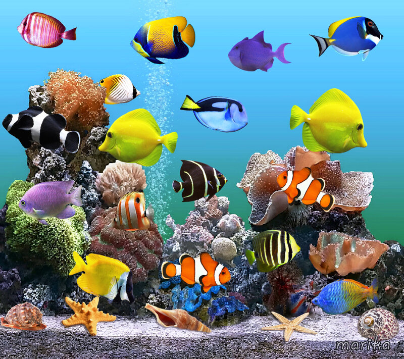 Colorful Tropical Fish — Blue