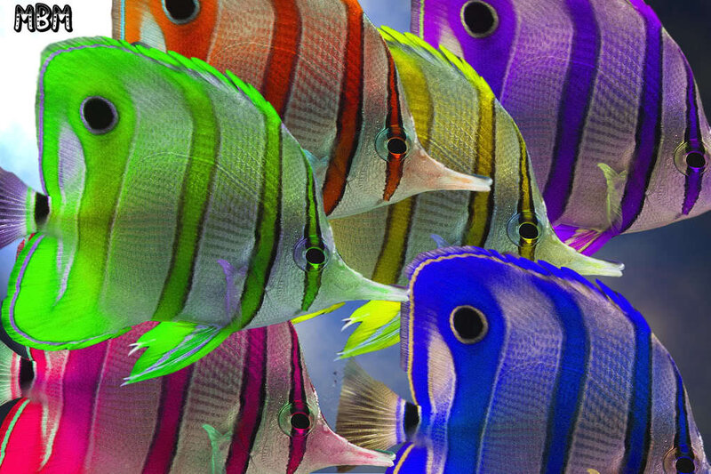 Colorful tropical fish school