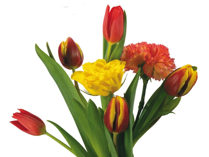 Colorful tulip and carnation bouquet