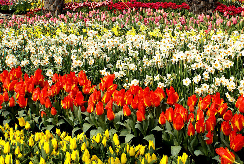 Colorful Tulip and Daffodil Field — Red