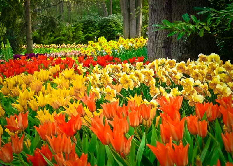 Colorful Tulip and Daffodil Field — Red, Vibrant