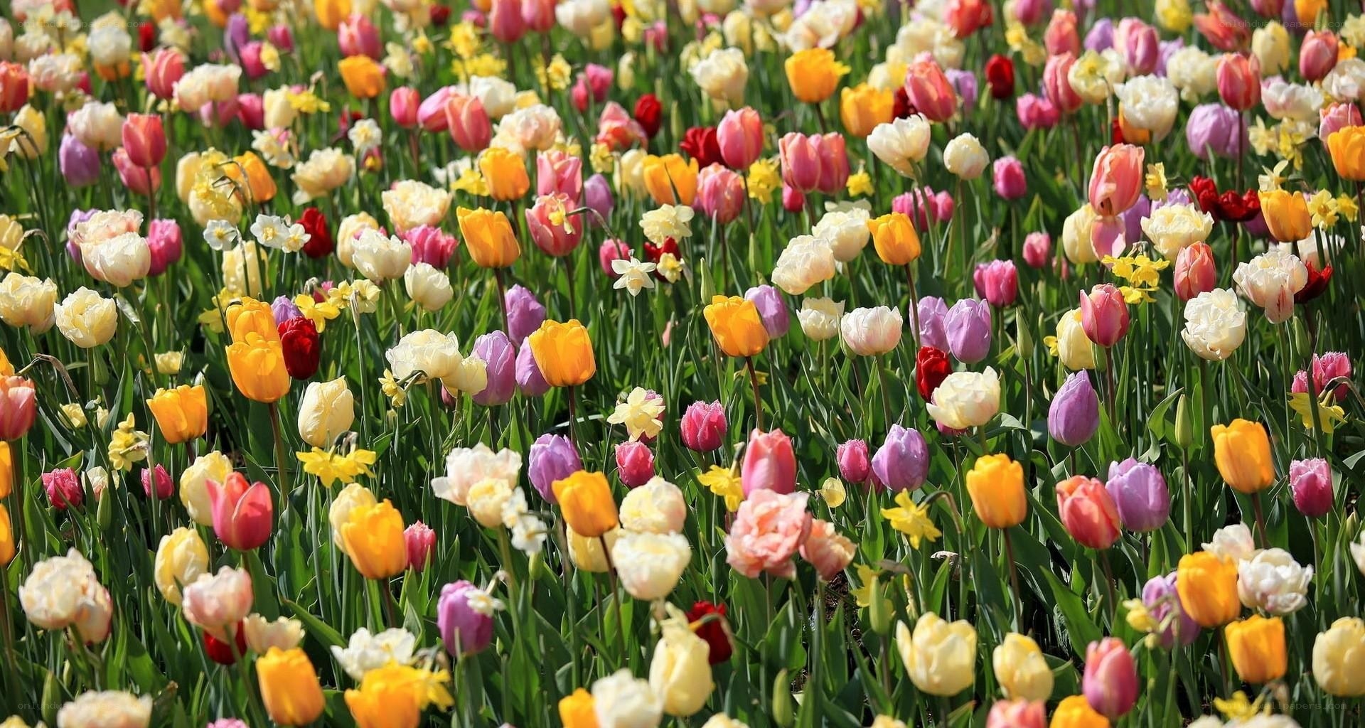 Colorful tulip and daffodil field