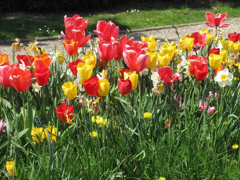 Colorful tulip and daffodil garden