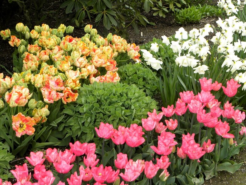 Colorful tulip and daffodil garden