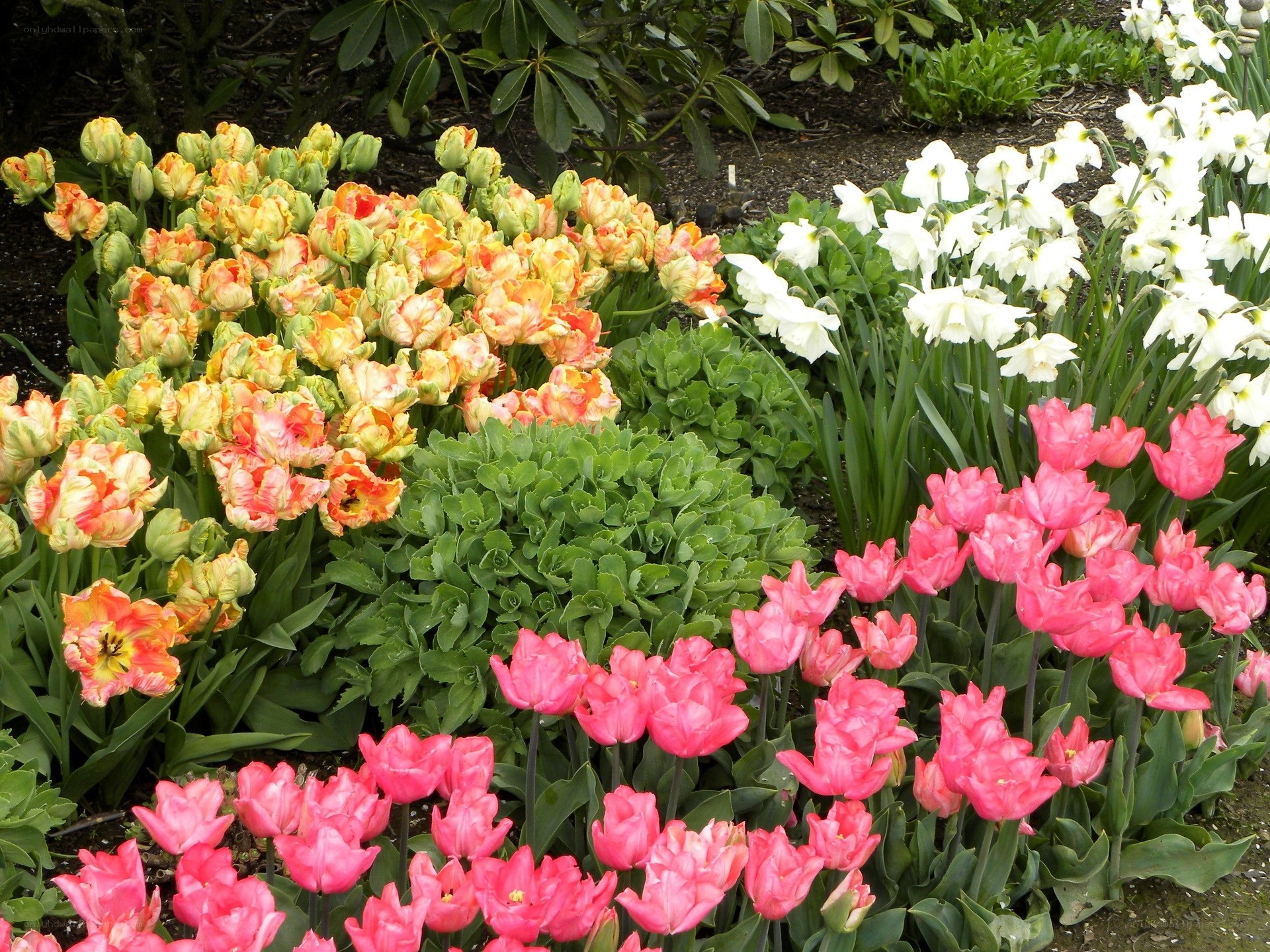 Colorful tulip and daffodil garden