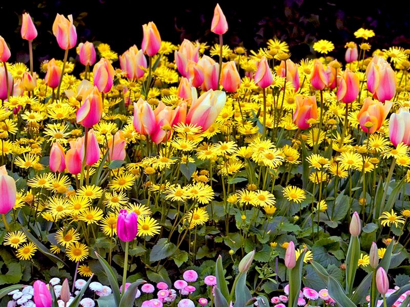 Colorful tulip and daisy garden