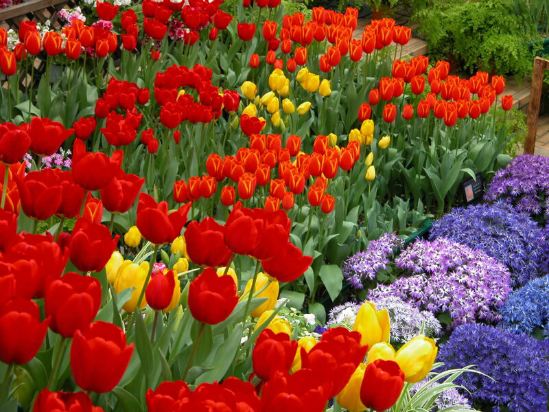 Colorful tulip and flower garden