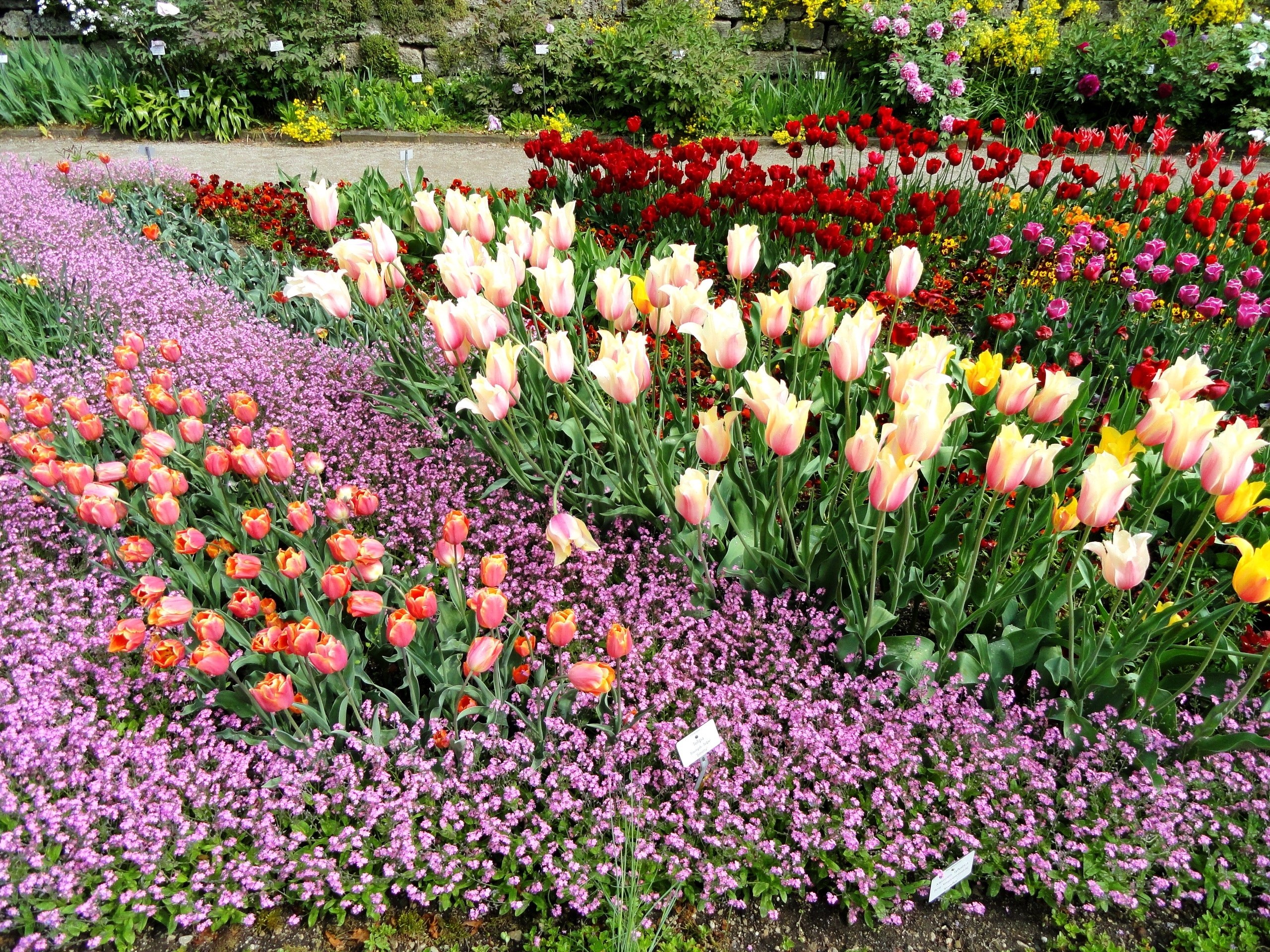 Colorful tulip and flower garden