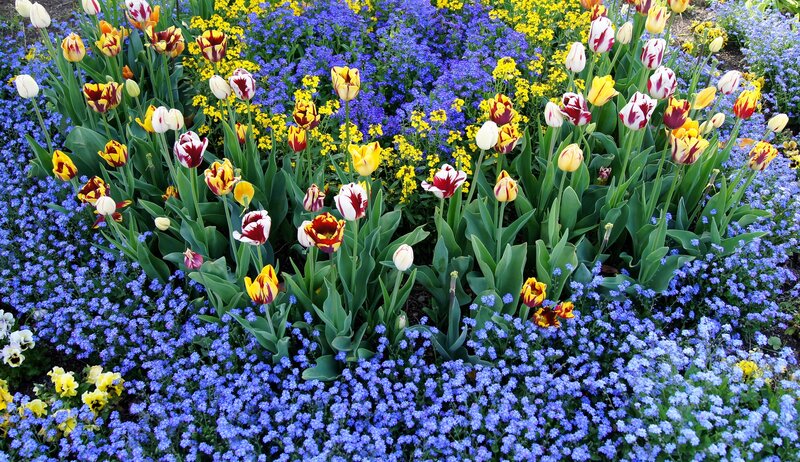 Colorful tulip and forget-me-not garden