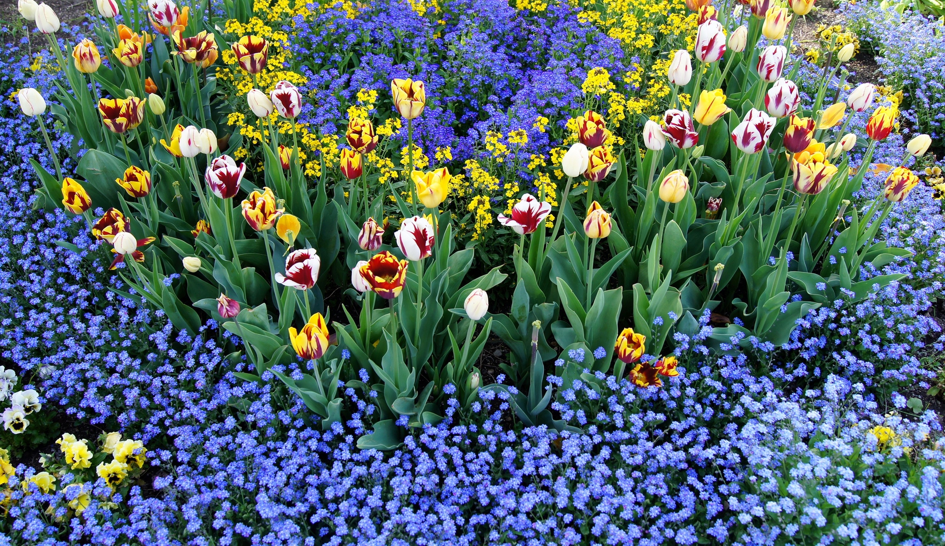 Colorful tulip and forget-me-not garden