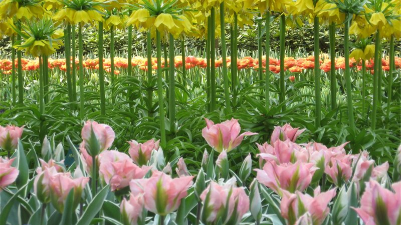 Colorful Tulip and Fritillary Field