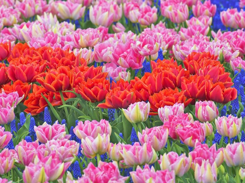 Colorful tulip and grape hyacinth field
