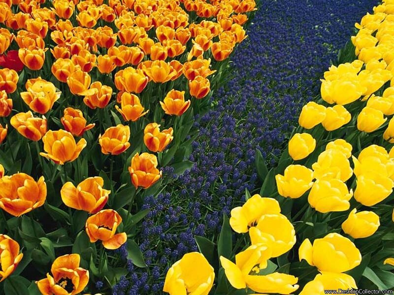 Colorful tulip and grape hyacinth field