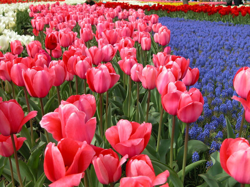 Colorful tulip and grape hyacinth field