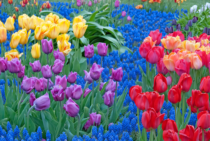 Colorful Tulip and Grape Hyacinth Field — Blue