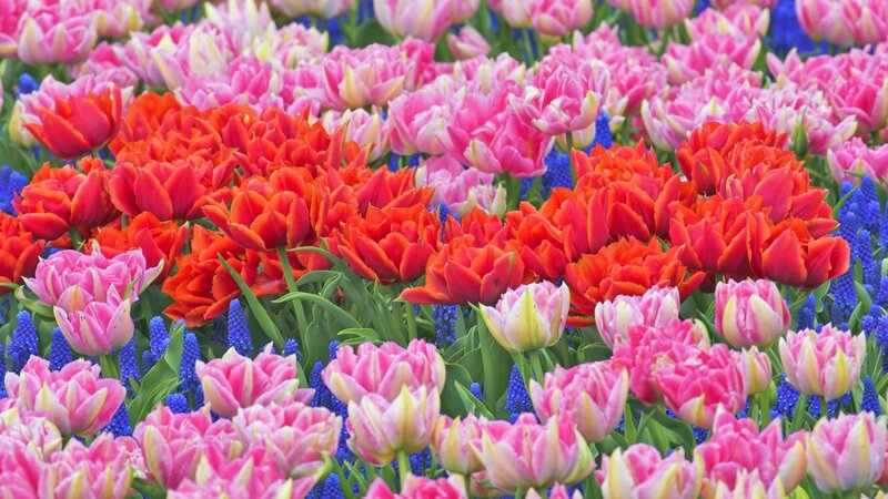 Colorful tulip and grape hyacinth field