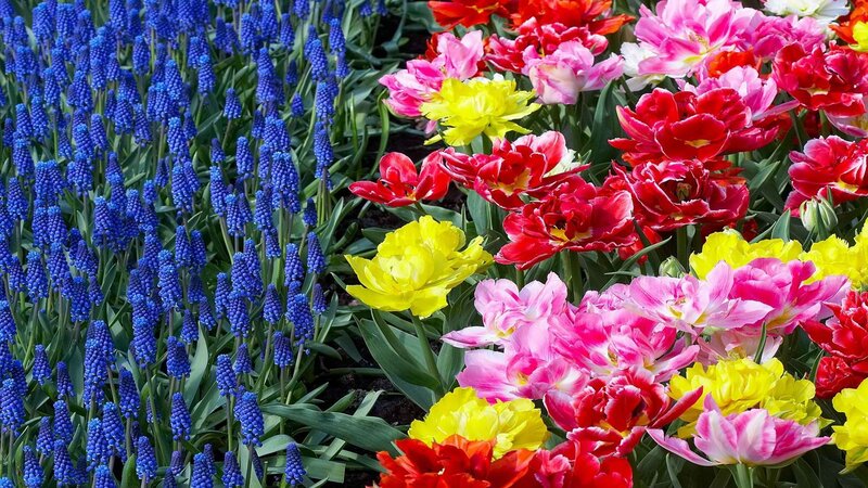 Colorful tulip and grape hyacinth garden