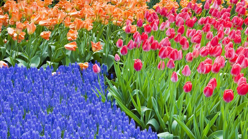 Colorful tulip and grape hyacinth garden