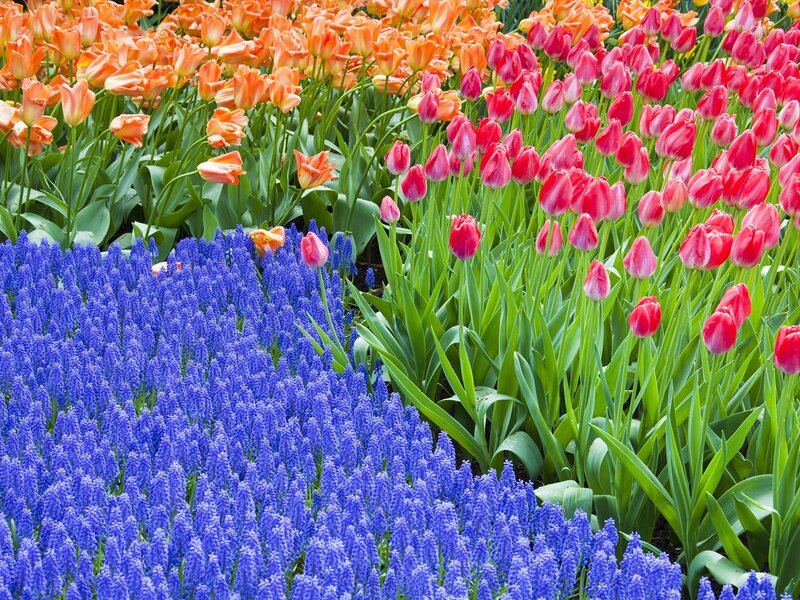 Colorful tulip and grape hyacinth garden