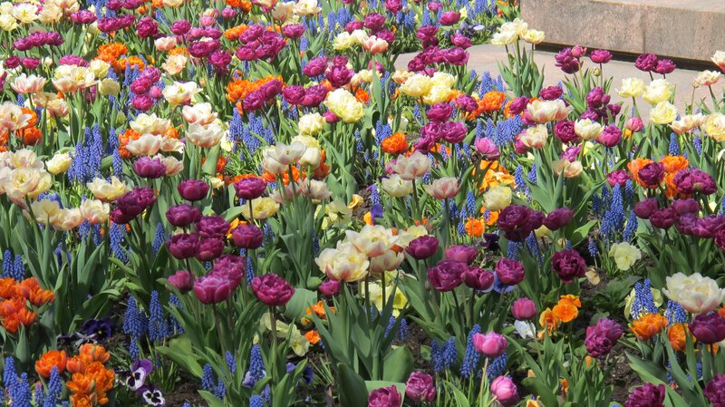 Colorful Tulip and Grape Hyacinth Garden — Purple