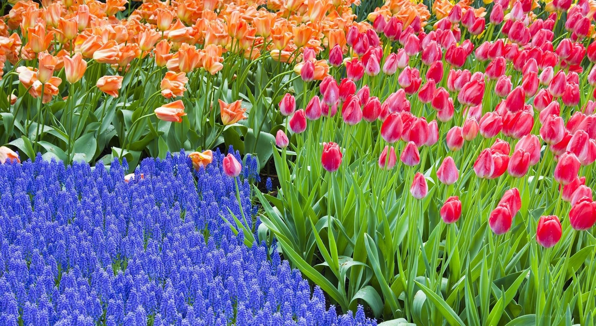 Colorful tulip and grape hyacinth garden