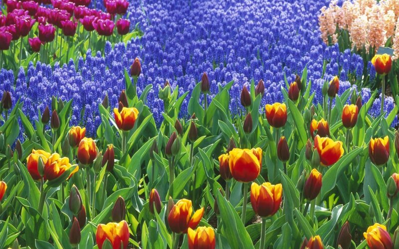 Colorful tulip and hyacinth field