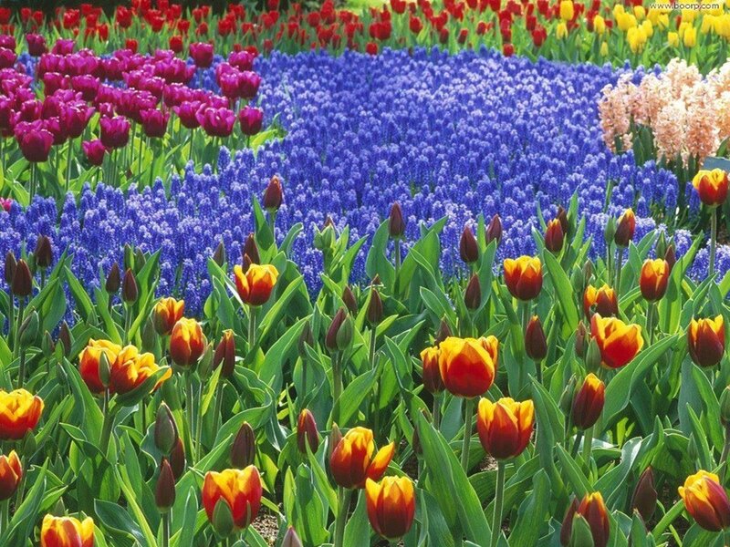 Colorful Tulip and Hyacinth Field — Blue