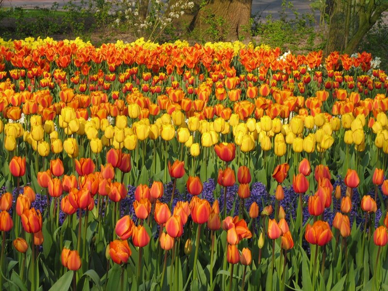 Colorful tulip and hyacinth field