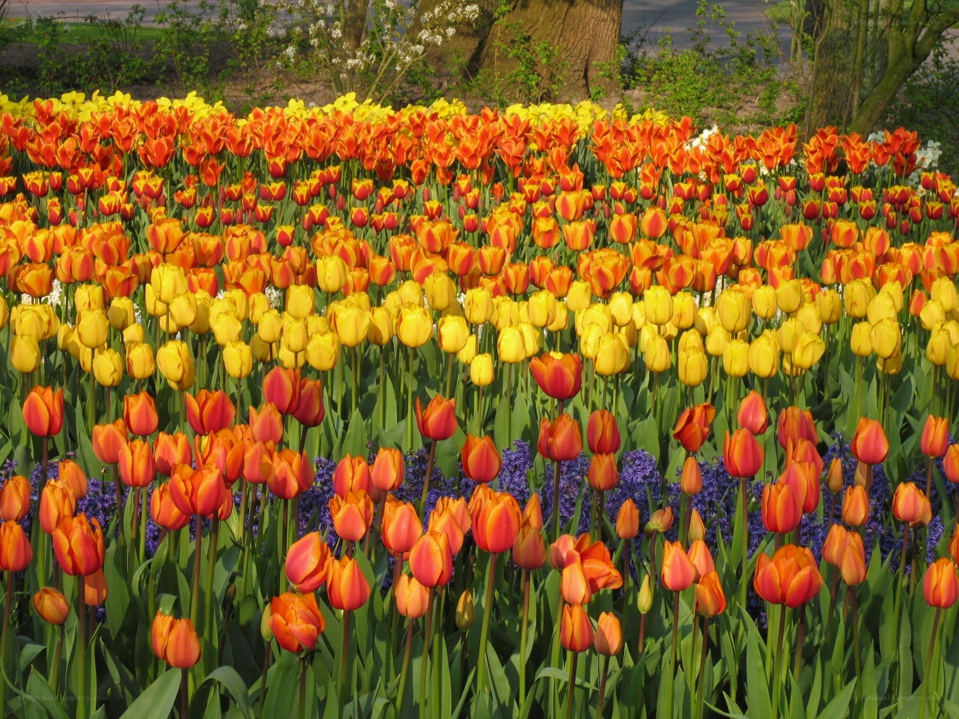 Colorful tulip and hyacinth field
