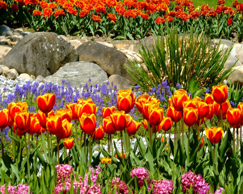 Colorful tulip and hyacinth garden